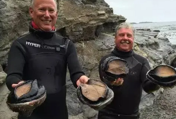 混血极品鲍鱼，纯野生鲍鱼（中国网友：快到盘里来）