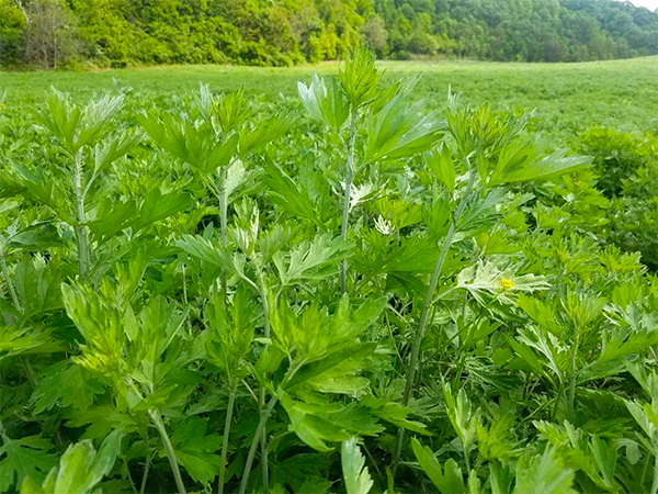 孙思邈简介，孙思邈简介30字（走进宜君木瓜城大秦山大艾示范基地）
