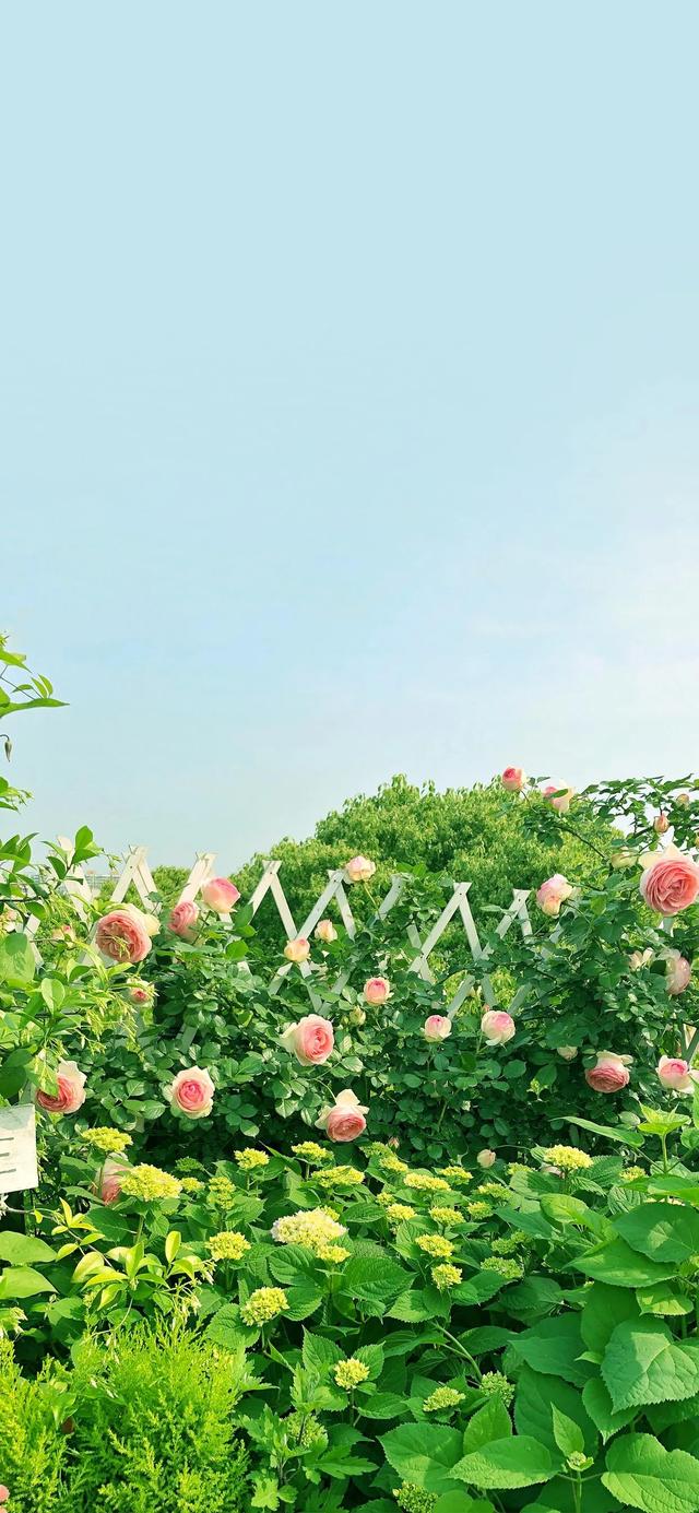 植物，微信头像，植物（清爽夺目的花花世界：）