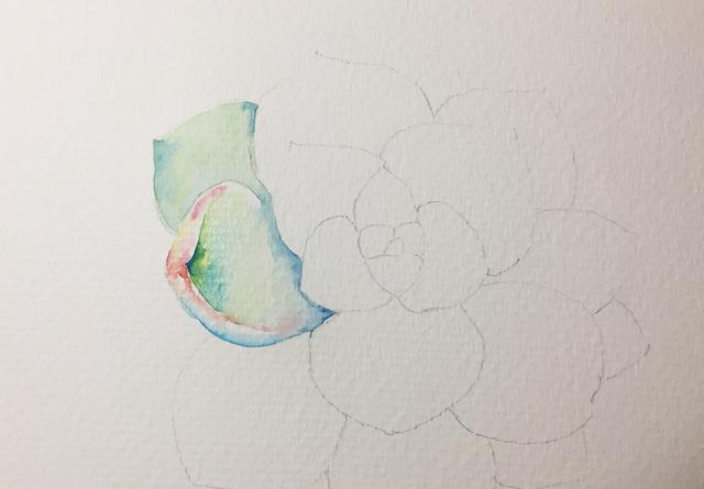 如何画简单的多肉植物，多肉怎样画简单（水彩教你怎么画可爱的多肉）