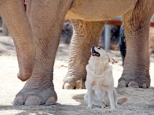 小狗图片，狗狗简直是动物界的交际花（小狗图片 卡通画）