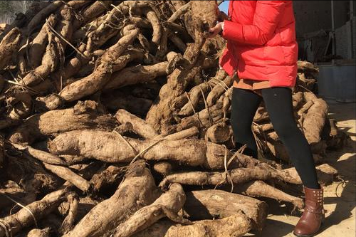 本草图经作者是谁，《本草图经》的作者（芎藭 蘼蕪 藁本）