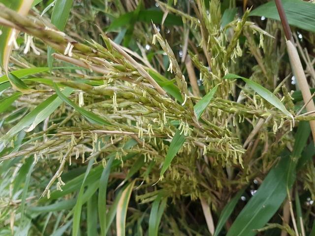 星花凤梨养殖，开完花就挂掉的几种植物