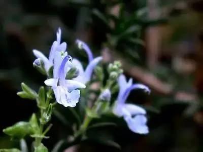 各种花的花语寓意及图片，各种花的花语寓意及图片欣赏（100种花的花语：养养眼）