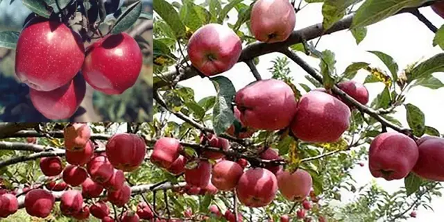 秦冠苹果有什么特点，秦冠苹果的特点（竟不知道它有这么多的品种）