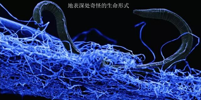 地球深部存在另一个生物圈吗，地球深部存在另一个生物圈吗为什么（揭秘：地表下的蓬勃生机）
