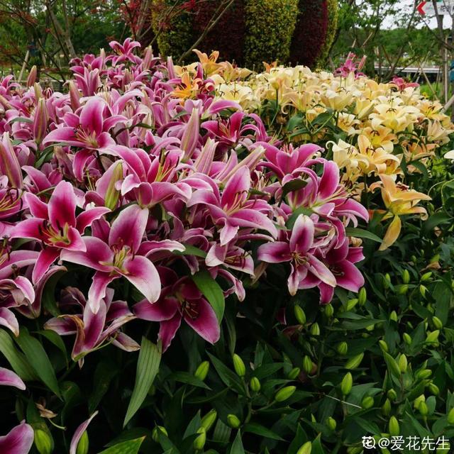 百合花开完花后植株如何处理，盆栽百合开花了怎么处理（百合开完别扔了）