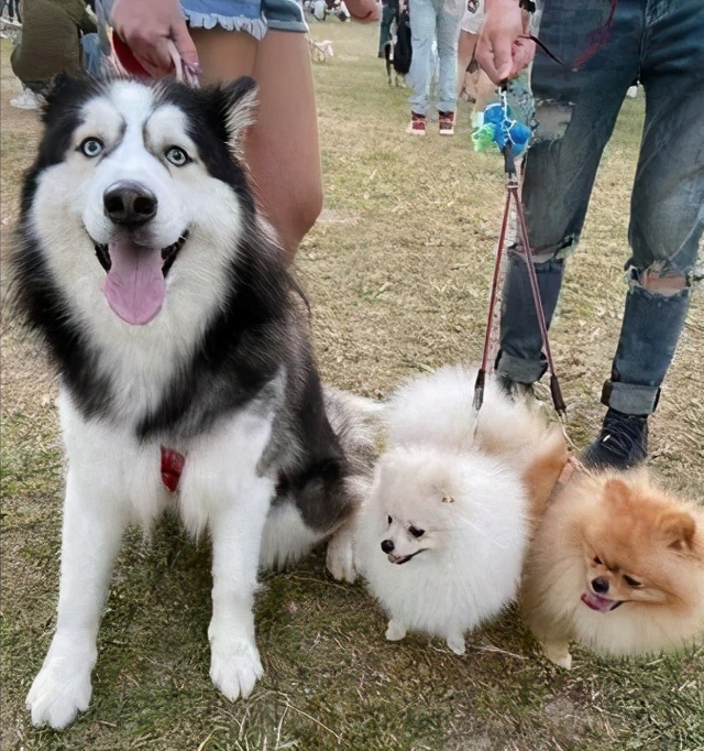 茶杯狗50元，茶杯狗50元一只在哪里买（将狗“压缩”了50%）