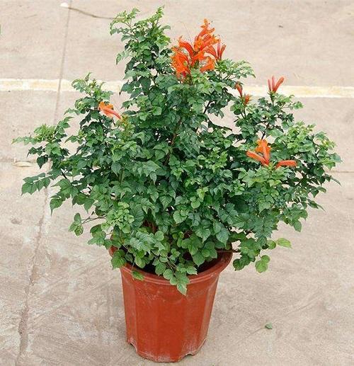 盆栽凌霄花冬天怎么管理，盆栽凌霄花冬天怎么管理才能开花（凌霄花秋冬长得快）