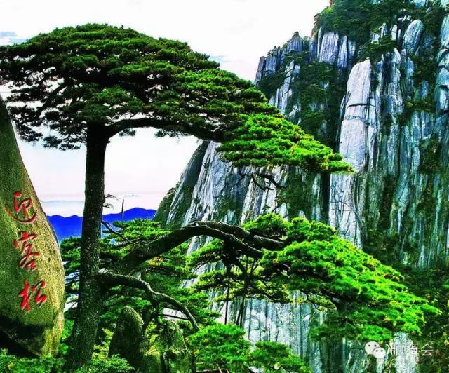 中国十大稀有珍贵名木，中国十大珍贵树种有哪些（中国十大千年古树欣赏）