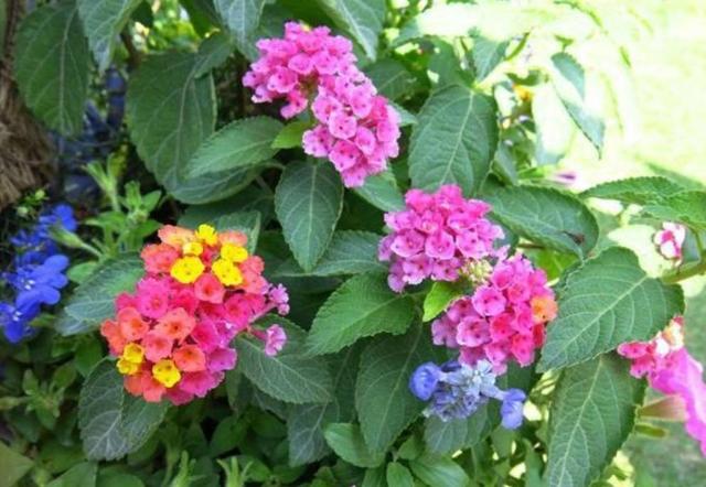 什么花四季都开，一年四季开花不断的花（5种漂亮的花）