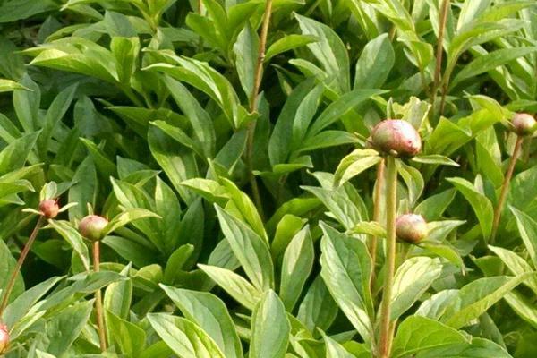 白芍种植技术，白芍种植的利润与投资成本及前景预测