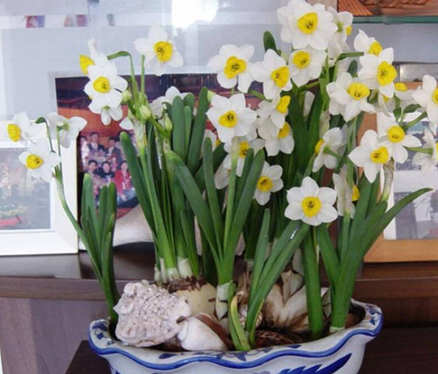 水仙花的养殖方法水培，水仙花的养殖方法水培施什么肥