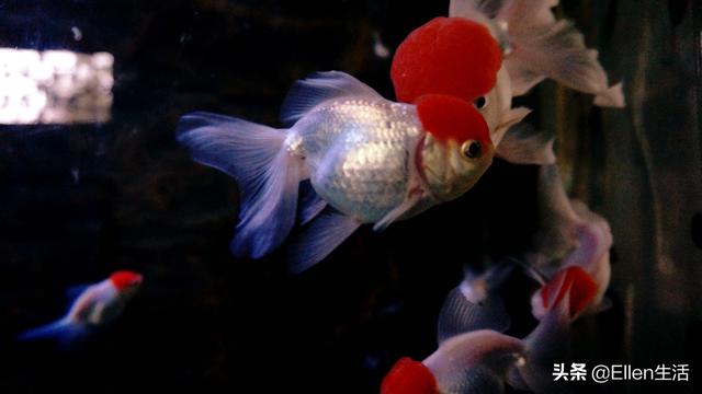 金鱼的图片大全，金鱼图片微信头像（其实他还有着美好的寓意）