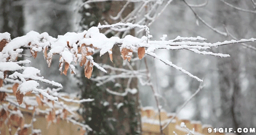 爱莫能助的莫是什么意思，爱莫能助是什么意思（带我们走进千年之美的《诗经》）