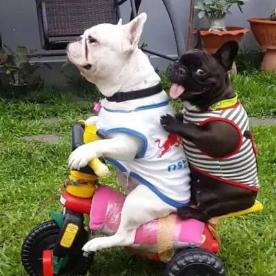 另类女生网名，另类.微信昵称（不走寻常路的宠物狗另类名字个性前卫-可爱点）