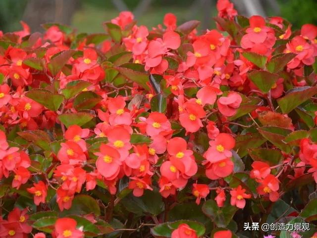 一年四季红的花卉有哪些，常见的10种全年开花的植物