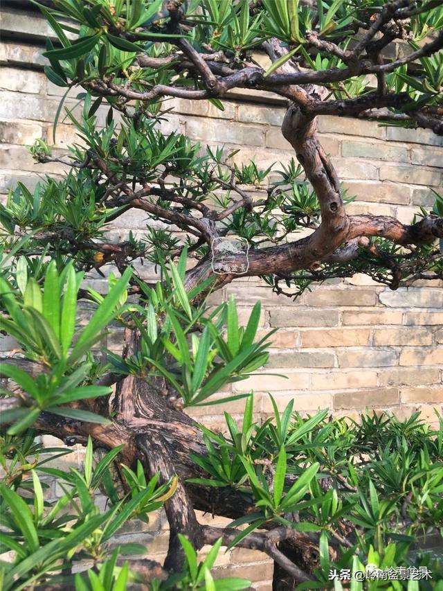 罗汉松盆景欣赏精品，海岛罗汉松——我的红颜知己