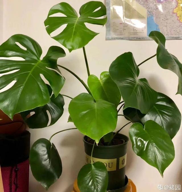 吸收甲醛的植物，哪种植物具有吸收甲醛的功能（净化空气最厉害）