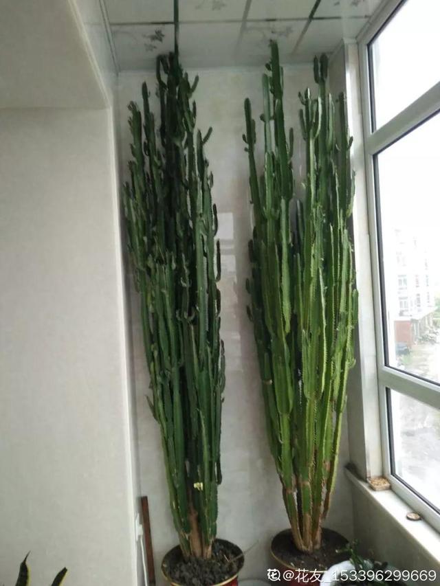 吊兰怎么养才能更旺盛，吊兰叶子尖发黄干枯什么原因（敲个鸡蛋埋土里）