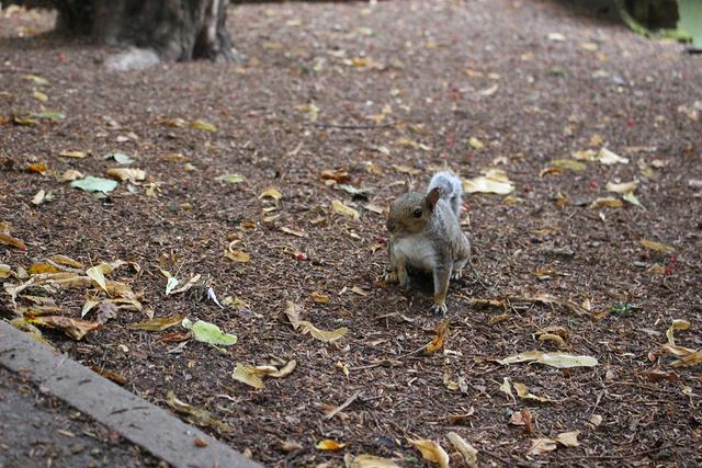 英国帝国理工学院钢结构设计专业课程设置好不好过，英国帝国理工学院与英国帝国大学（艺术生英国留学留学费用）