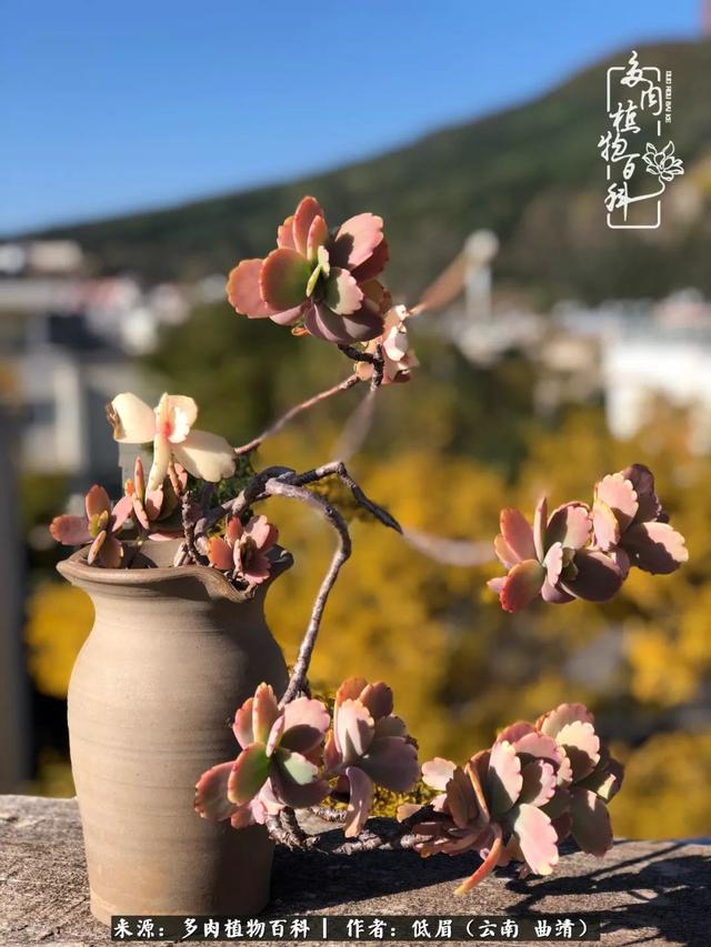 很丧很失望——低眉.，皱着眉头哭丧（陪你度过寒冷的圣诞平安夜图片）