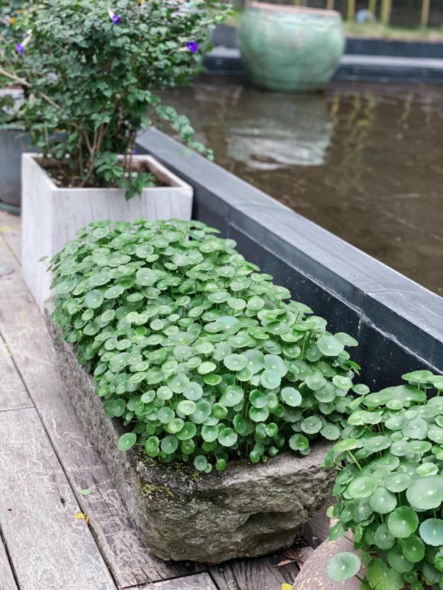 花店里有哪些花，花店常见花语（养一窝“小财花”）