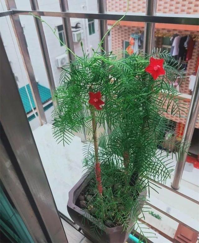 SuSu:一起种草莓来吗，微信头像，SuSu:一起种草莓来吗?【杂图】（花芽蹭蹭长满盆）