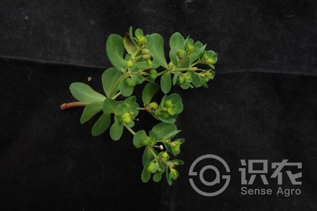 每日一草：泽漆，中药泽漆图片