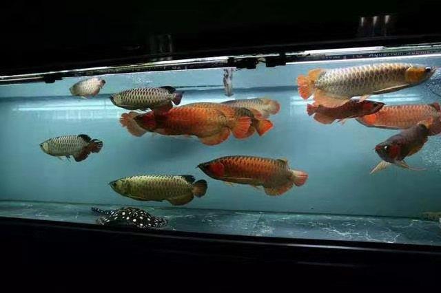 清道夫什么意思，清道夫是什么意思（为什么我们要研究鱼缸应该养几条鱼）