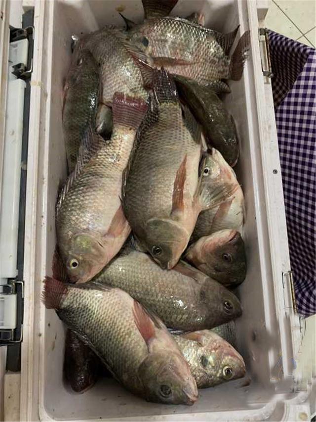 罗非鱼喜欢吃什么饵料（野钓大罗非最佳时机即将到来）