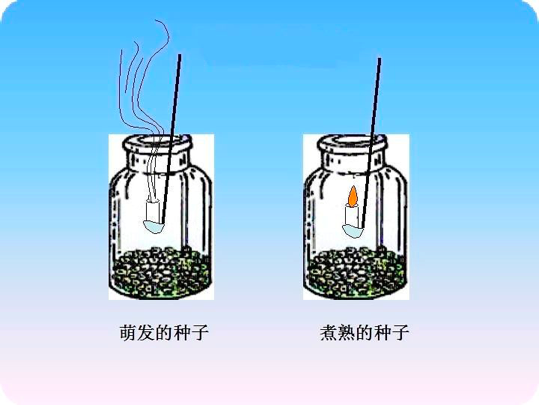 核桃皮怎么去掉，怎样快速剥掉核桃仁的皮（一口气看懂关于核桃去皮那些事）