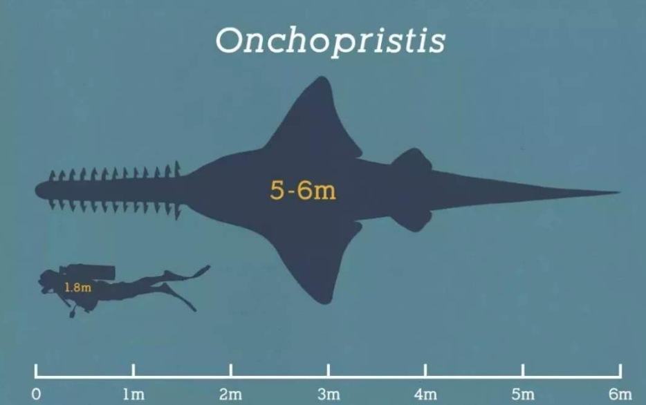 锯鳐的锯齿有多少种?
