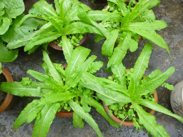 莴苣和莴笋的区别，油麦菜与莴笋的区别（蔬菜档案叶菜类<8>莴苣）