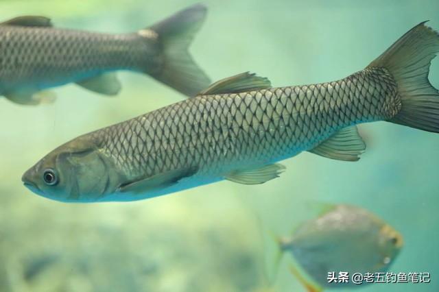 夏季钓草鱼关键在找水层：到底该钓底还是钓浮？技巧决定上鱼率