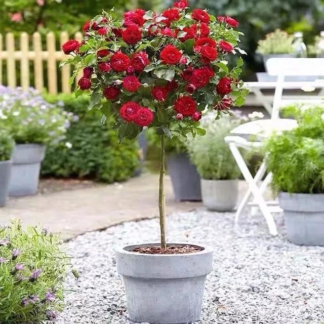 我国国花是什么花，中国国花是什么花（中国国花是什么花）