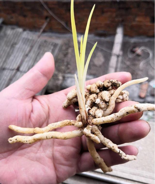 龙根是什么意思(几十万1苗的兰花死亡)