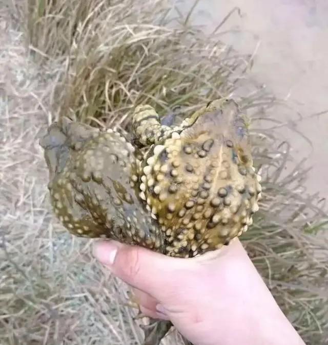 弟弟的惊喜400字作文，弟弟的作文怎么写（弟弟总是能给我一些惊喜）