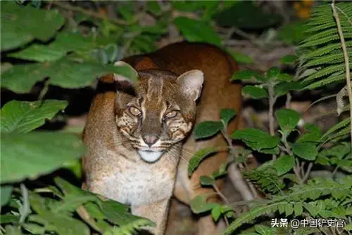 有彪这种动物吗，彪是啥动物啊（能轻松打败老虎）