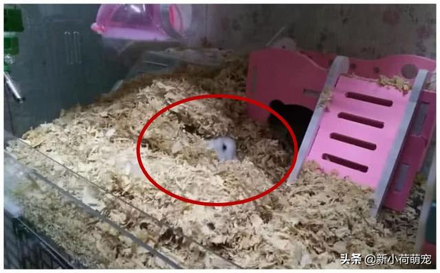 买仓鼠买几只好，买仓鼠要买多大的（我是不是拆散了一对夫妻）