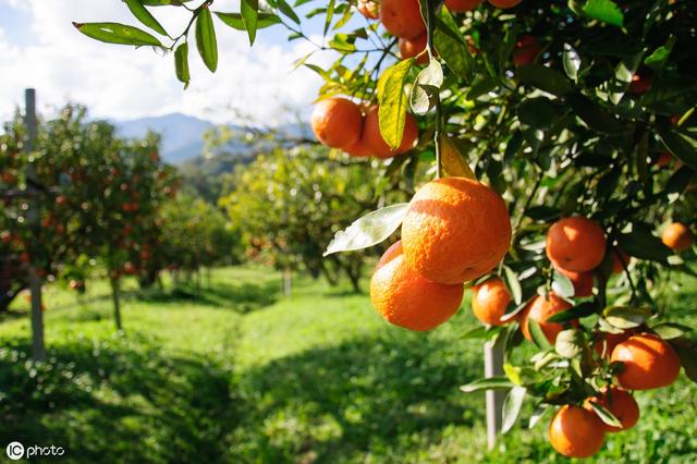 什么风扫落叶，()风扫落叶（秋抚吾心 风扫落叶）