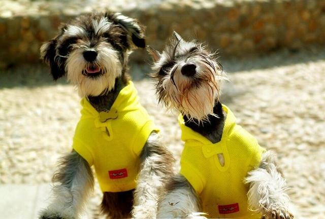 雪纳瑞怎么好养，主人做好这7点