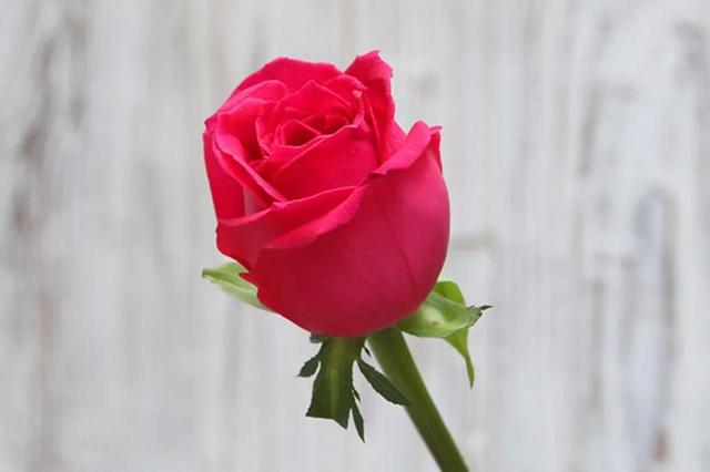 各种玫瑰花的含义，各色的玫瑰花有什么含意（一篇文章认全花店必备80种玫瑰花）