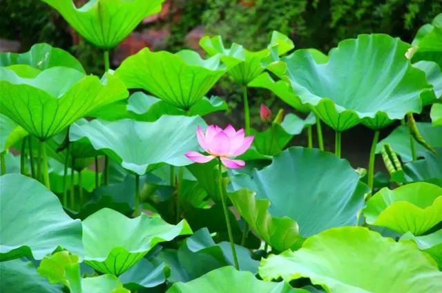 冬至饺子夏至面下一句是什么，冬至饺子夏至面完整句子是什么（今日夏至，向阳而立，拥抱缤纷）