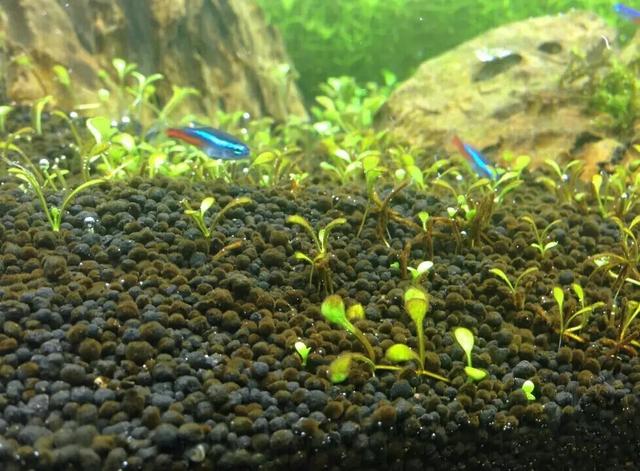 关于藻类（化石介绍，藻类化石值钱吗（19种常见藻类照片和解决方法）