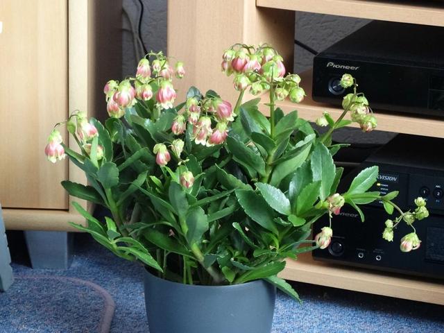 纱灯的特点，什么样的纱灯（别把大宫灯长寿和小宫灯混淆）