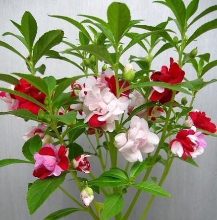 鸳鸯茉莉的养殖方法和注意事项，鸳鸯茉莉叶子发黄老是掉叶子（掌握正确养殖方法）