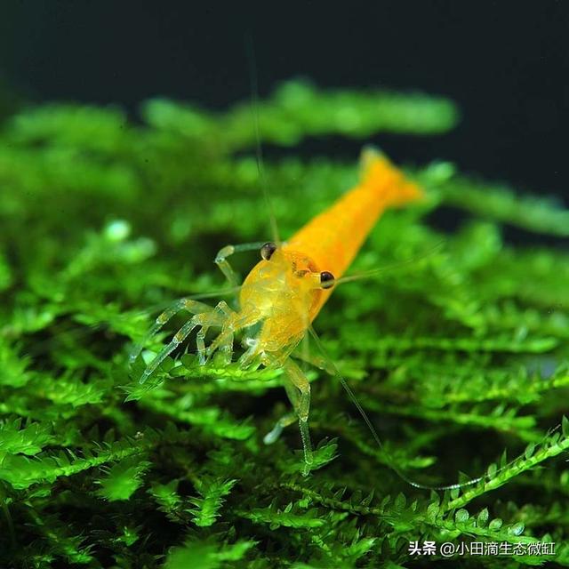 虾的种类有哪些，河里的虾的种类有哪些（适合新手饲养的宠物虾及小型观赏虾详情）