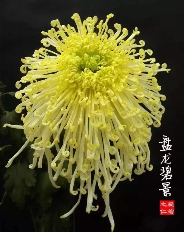 世界最美菊花80种太美了，金秋十月赏菊花——世界最美菊花80种送给您