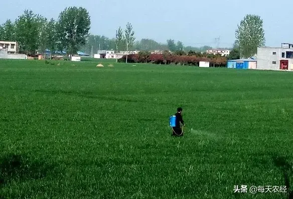 小麦扬花期是什么时间，小麦扬花期是什么时候（到底能不能喷洒农药）